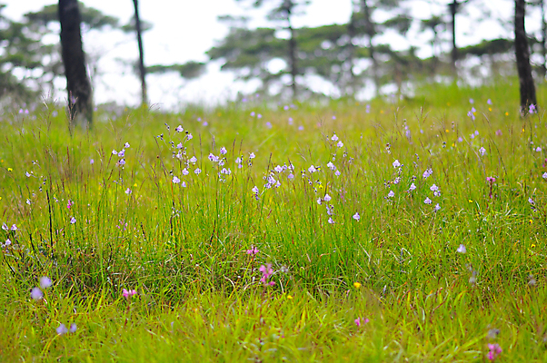 포토 JPG 해외이미지 식물 꽃잎 꽃 여행 백그라운드 꽃무늬 밭 자연 풍경 사람없음 야외 초록색 환경 정원 보라색 봄 성장 벚꽃 나뭇가지 신선 개화 달콤 숲 내추럴 블러 해외202008 해외포토 나무 계절 컬러 무늬 농업 맛 생태계 파일형식