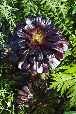 포토 JPG 해외이미지 식물 계절 공원 꽃잎 꽃 백그라운드 겨울 꽃무늬 전구 자연 사람없음 야외 장식 빨간색 세로 초록색 여름 정원 봄 성장 가을 신선 개화 닫기 원예 향기 화단 삼림지대 세련 해외202008 해외포토 공공시설 컬러 무늬 모션 취미 숲 생태계 냄새 파일형식