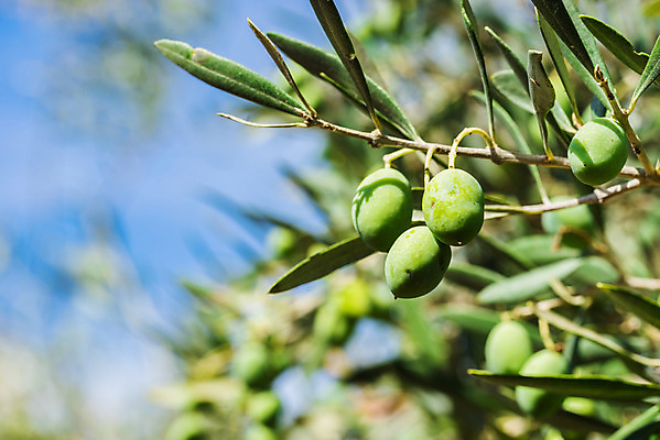 포토 JPG 해외이미지 나무 식물 계절 음식 백그라운드 잎 밭 농업 다이어트 채소 과일 재료 자연 하늘 건강 요리 풍경 사람없음 야외 초록색 여름 농작물 정원 이탈리아 수확 성장 나뭇가지 농촌 신선 스페인 숲 지중해 먹기 그리스 유기농 올리브 원예 건강식 숙성 채식주의자 해외202008 해외포토 웰빙 열매 유럽 산업 바다 컬러 모션 취미 시골 생태계 채식 파일형식