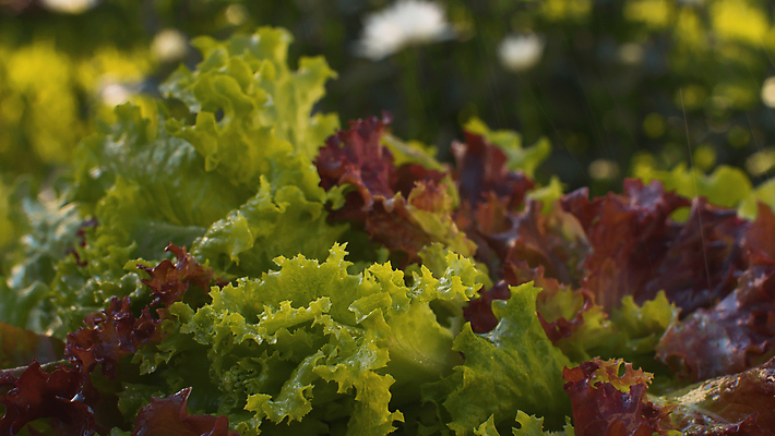 포토 JPG 해외이미지 음식 백그라운드 잎 채소 재료 자연 탁자 건강 사람없음 야외 목재 빨간색 초록색 물 여름 정원 샐러드 젖음 수확 물방울 신선 닫기 맛 상추 허브 유기농 질감 내추럴 채식주의자 비건 해외202008 해외포토 자연요소 나무 식물 웰빙 계절 컬러 가구 컨셉 농업 모션 생태계 채식 파일형식