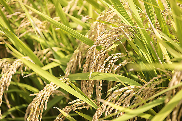 포토 JPG 주간 여유 자연 한국 논 풍경 사람없음 야외 가을풍경 추수 벼 쌀 가을 논산 국내포토 자연요소 계절 감정 아시아 농업 곡류 충청남도 생태계 파일형식 가을_계절