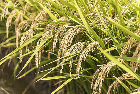 포토 JPG 주간 여유 자연 한국 논 풍경 사람없음 야외 가을풍경 추수 벼 쌀 가을 논산 국내포토 자연요소 계절 감정 아시아 농업 곡류 충청남도 생태계 파일형식 가을_계절