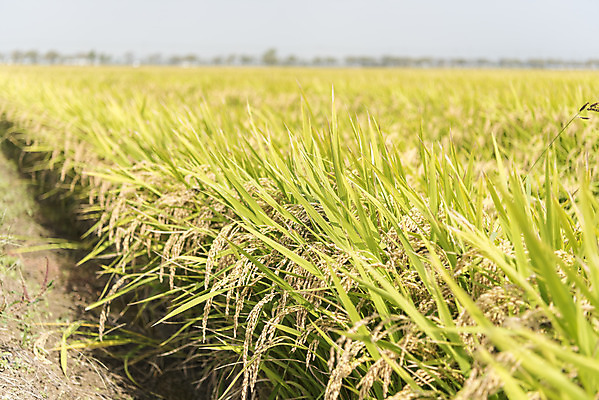 포토 JPG 주간 여유 자연 한국 논 풍경 사람없음 야외 가을풍경 추수 벼 쌀 가을 논산 국내포토 자연요소 계절 감정 아시아 농업 곡류 충청남도 생태계 파일형식 가을_계절