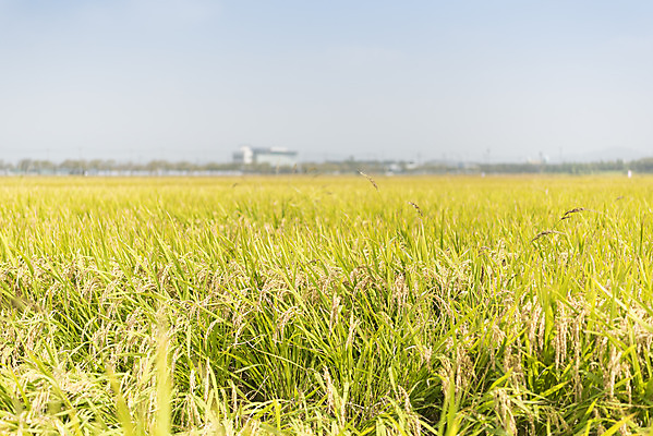 포토 JPG 주간 여유 자연 한국 논 풍경 사람없음 야외 가을풍경 추수 벼 쌀 가을 논산 국내포토 자연요소 계절 감정 아시아 농업 곡류 충청남도 생태계 파일형식 가을_계절