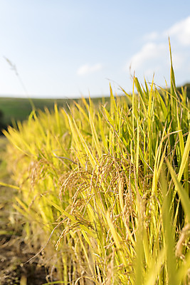 포토 JPG 주간 여유 자연 한국 논 풍경 사람없음 야외 가을풍경 추수 벼 쌀 가을 논산 국내포토 자연요소 계절 감정 아시아 농업 곡류 충청남도 생태계 파일형식 가을_계절
