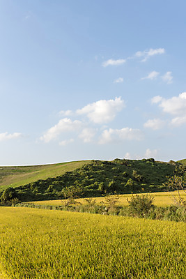 포토 JPG 주간 구름 여유 자연 하늘 한국 논 풍경 사람없음 야외 가을풍경 추수 벼 쌀 가을 논산 국내포토 자연요소 계절 감정 아시아 농업 곡류 충청남도 생태계 파일형식 가을_계절