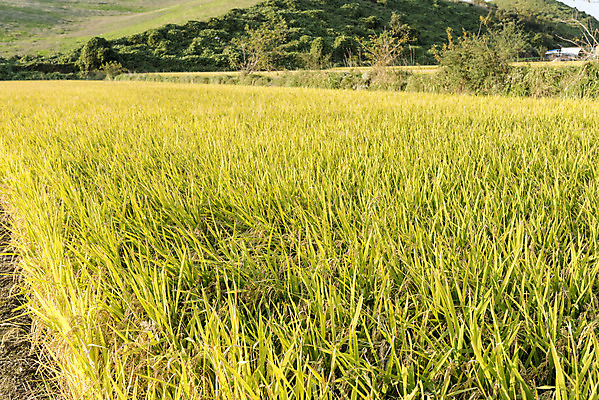 포토 JPG 주간 여유 자연 한국 논 풍경 사람없음 야외 가을풍경 추수 벼 쌀 가을 논산 국내포토 자연요소 계절 감정 아시아 농업 곡류 충청남도 생태계 파일형식 가을_계절