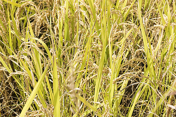 포토 JPG 주간 여유 자연 한국 논 풍경 사람없음 야외 가을풍경 추수 벼 쌀 가을 논산 국내포토 자연요소 계절 감정 아시아 농업 곡류 충청남도 생태계 파일형식 가을_계절