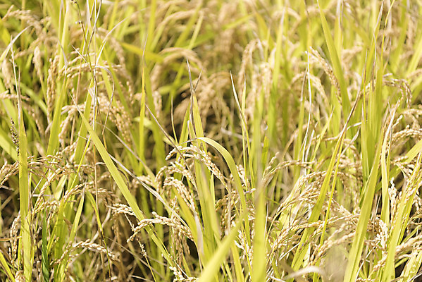 포토 JPG 주간 여유 자연 한국 논 풍경 사람없음 야외 가을풍경 추수 벼 쌀 가을 논산 국내포토 자연요소 계절 감정 아시아 농업 곡류 충청남도 생태계 파일형식 가을_계절