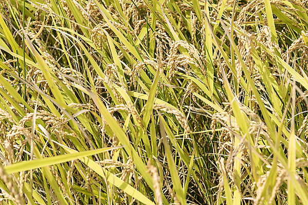 포토 JPG 주간 여유 자연 한국 논 풍경 사람없음 야외 가을풍경 추수 벼 쌀 가을 논산 국내포토 자연요소 계절 감정 아시아 농업 곡류 충청남도 생태계 파일형식 가을_계절