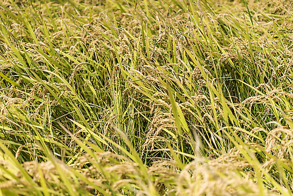 포토 JPG 주간 여유 자연 한국 논 풍경 사람없음 야외 가을풍경 추수 벼 쌀 가을 논산 국내포토 자연요소 계절 감정 아시아 농업 곡류 충청남도 생태계 파일형식 가을_계절