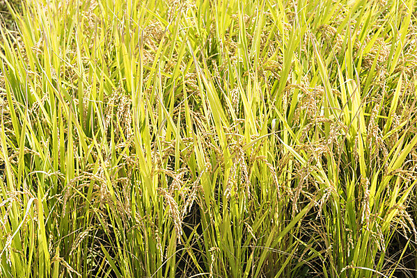 포토 JPG 주간 여유 자연 한국 논 풍경 사람없음 야외 가을풍경 추수 벼 쌀 가을 논산 국내포토 자연요소 계절 감정 아시아 농업 곡류 충청남도 생태계 파일형식 가을_계절