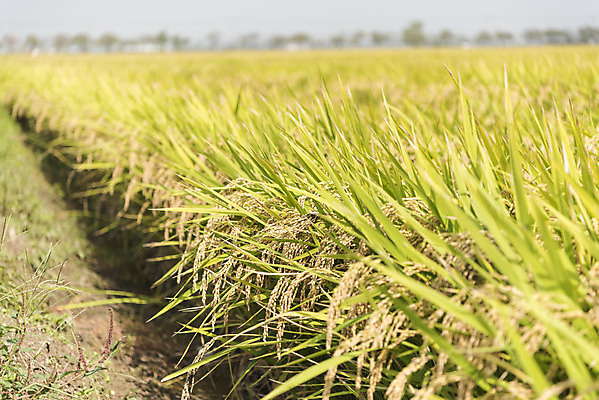 포토 JPG 주간 여유 자연 한국 논 풍경 사람없음 야외 가을풍경 추수 벼 쌀 가을 논산 국내포토 자연요소 계절 감정 아시아 농업 곡류 충청남도 생태계 파일형식 가을_계절
