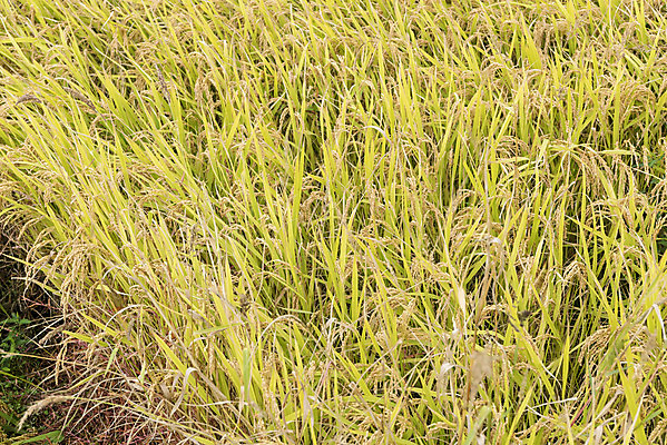 포토 JPG 주간 여유 자연 한국 논 풍경 사람없음 야외 가을풍경 추수 벼 쌀 가을 논산 국내포토 자연요소 계절 감정 아시아 농업 곡류 충청남도 생태계 파일형식 가을_계절