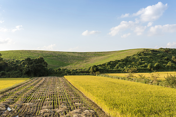 포토 JPG 주간 여유 자연 곡류 한국 논 풍경 사람없음 야외 가을풍경 수확 추수 벼 쌀 가을 논산 국내포토 자연요소 계절 감정 아시아 농업 충청남도 생태계 파일형식 가을_계절