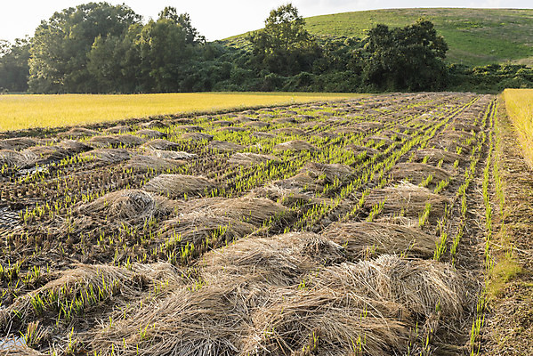 포토 JPG 주간 여유 자연 곡류 한국 논 풍경 사람없음 야외 가을풍경 수확 추수 벼 쌀 가을 논산 국내포토 자연요소 계절 감정 아시아 농업 충청남도 생태계 파일형식 가을_계절