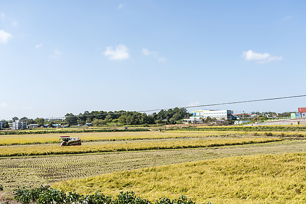 포토 JPG 주간 여유 자연 곡류 한국 논 풍경 사람없음 야외 가을풍경 수확 추수 벼 쌀 가을 논산 국내포토 자연요소 계절 감정 아시아 농업 충청남도 생태계 파일형식 가을_계절