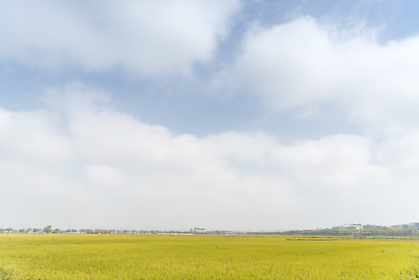 포토 JPG 주간 구름 여유 자연 하늘 한국 논 풍경 사람없음 야외 가을풍경 추수 벼 쌀 가을 논산 국내포토 자연요소 계절 감정 아시아 농업 곡류 충청남도 생태계 파일형식 가을_계절