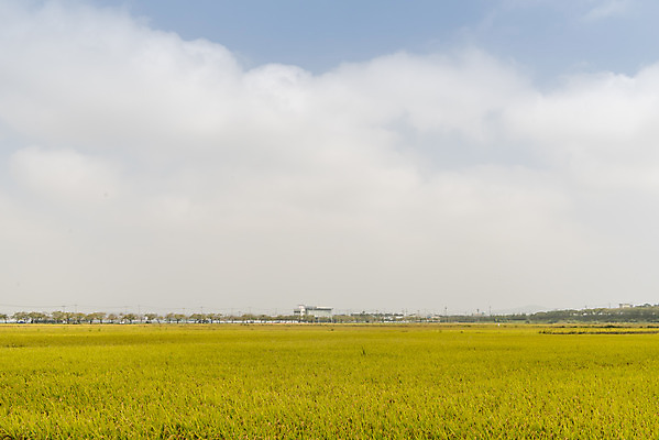 포토 JPG 주간 구름 여유 자연 하늘 한국 논 풍경 사람없음 야외 가을풍경 추수 벼 쌀 가을 논산 국내포토 자연요소 계절 감정 아시아 농업 곡류 충청남도 생태계 파일형식 가을_계절