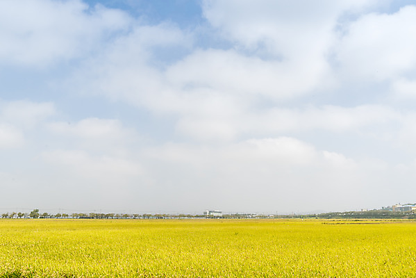 포토 JPG 주간 구름 여유 자연 하늘 한국 논 풍경 사람없음 야외 가을풍경 추수 벼 쌀 가을 논산 국내포토 자연요소 계절 감정 아시아 농업 곡류 충청남도 생태계 파일형식 가을_계절