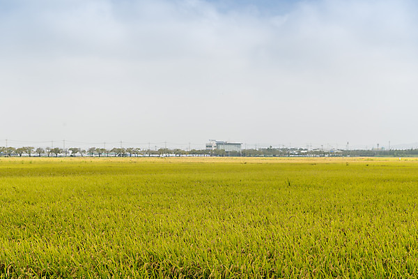 포토 JPG 주간 구름 여유 자연 하늘 한국 논 풍경 사람없음 야외 가을풍경 추수 벼 쌀 가을 논산 국내포토 자연요소 계절 감정 아시아 농업 곡류 충청남도 생태계 파일형식 가을_계절
