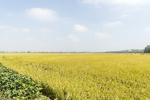 포토 JPG 주간 구름 여유 자연 하늘 한국 논 풍경 사람없음 야외 가을풍경 추수 벼 쌀 가을 논산 국내포토 자연요소 계절 감정 아시아 농업 곡류 충청남도 생태계 파일형식 가을_계절
