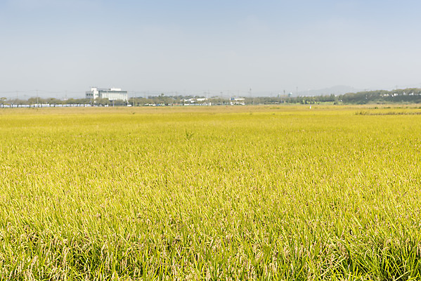 포토 JPG 주간 여유 자연 한국 논 풍경 사람없음 야외 가을풍경 추수 벼 쌀 가을 논산 국내포토 자연요소 계절 감정 아시아 농업 곡류 충청남도 생태계 파일형식 가을_계절