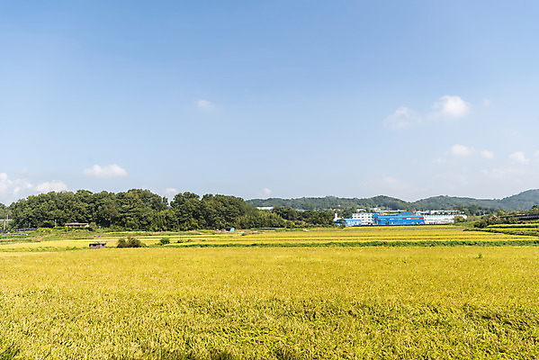 포토 JPG 주간 여유 자연 한국 논 풍경 사람없음 야외 가을풍경 추수 벼 쌀 가을 논산 국내포토 자연요소 계절 감정 아시아 농업 곡류 충청남도 생태계 파일형식 가을_계절