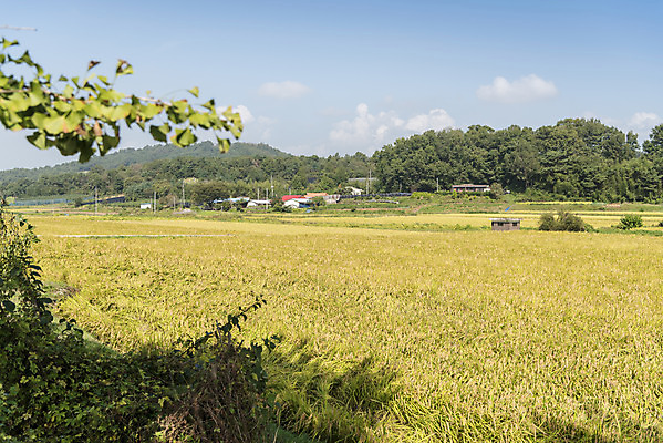 포토 JPG 주간 여유 자연 한국 논 풍경 사람없음 야외 가을풍경 추수 벼 쌀 가을 논산 국내포토 자연요소 계절 감정 아시아 농업 곡류 충청남도 생태계 파일형식 가을_계절