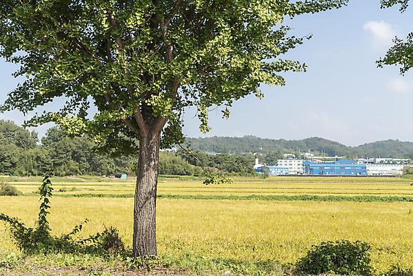 포토 JPG 주간 여유 자연 한국 논 풍경 사람없음 야외 가을풍경 추수 벼 쌀 가을 논산 국내포토 자연요소 계절 감정 아시아 농업 곡류 충청남도 생태계 파일형식 가을_계절