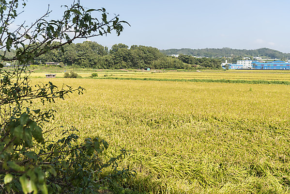 포토 JPG 주간 여유 자연 한국 논 풍경 사람없음 야외 가을풍경 추수 벼 쌀 가을 논산 국내포토 자연요소 계절 감정 아시아 농업 곡류 충청남도 생태계 파일형식 가을_계절