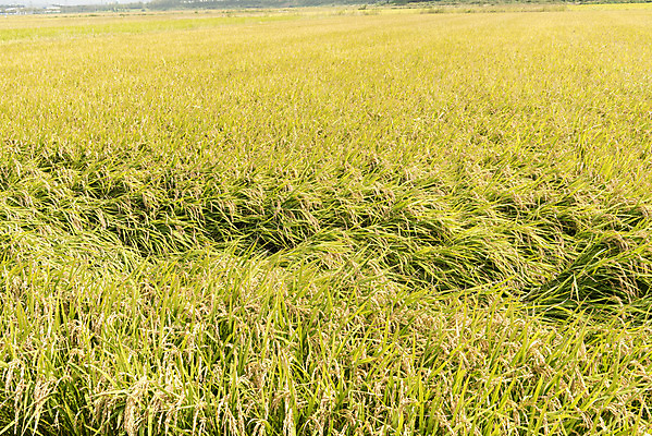 포토 JPG 주간 자연 한국 논 풍경 사람없음 야외 가을풍경 추수 벼 쌀 가을 태풍 논산 국내포토 자연요소 계절 아시아 농업 곡류 충청남도 자연재해 생태계 파일형식 가을_계절