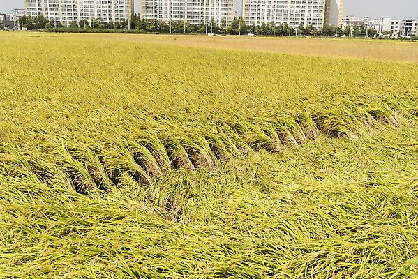 포토 JPG 주간 자연 한국 논 풍경 사람없음 야외 가을풍경 추수 벼 쌀 가을 태풍 논산 국내포토 자연요소 계절 아시아 농업 곡류 충청남도 자연재해 생태계 파일형식 가을_계절