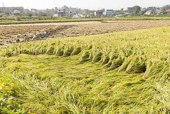포토 JPG 주간 자연 한국 논 풍경 사람없음 야외 가을풍경 추수 벼 쌀 가을 태풍 논산 국내포토 자연요소 계절 아시아 농업 곡류 충청남도 자연재해 생태계 파일형식 가을_계절