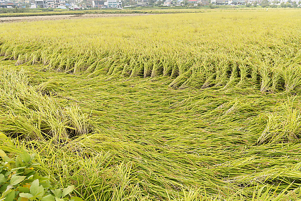 포토 JPG 주간 자연 한국 논 풍경 사람없음 야외 가을풍경 추수 벼 쌀 가을 태풍 논산 국내포토 자연요소 계절 아시아 농업 곡류 충청남도 자연재해 생태계 파일형식 가을_계절