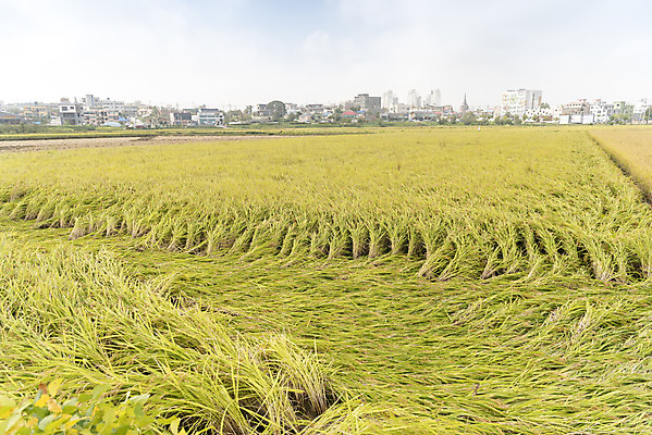 포토 JPG 주간 자연 한국 논 풍경 사람없음 야외 가을풍경 추수 벼 쌀 가을 태풍 논산 국내포토 자연요소 계절 아시아 농업 곡류 충청남도 자연재해 생태계 파일형식 가을_계절