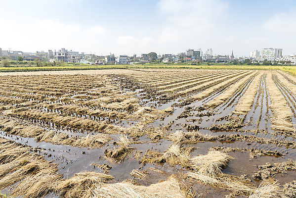 포토 JPG 주간 여유 자연 한국 논 풍경 사람없음 야외 가을풍경 수확 추수 벼 쌀 가을 논산 국내포토 자연요소 계절 감정 아시아 농업 곡류 충청남도 생태계 파일형식 가을_계절