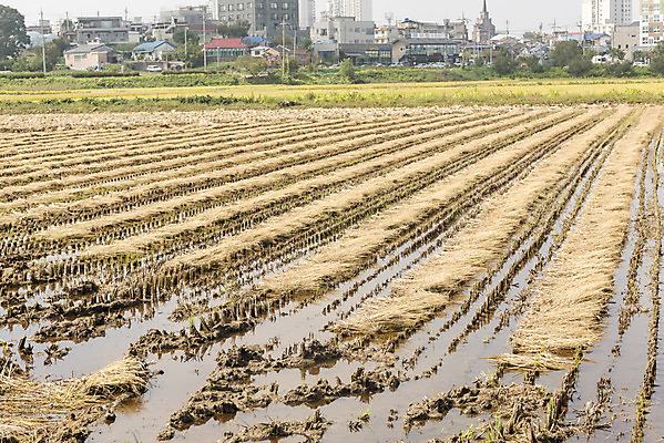 포토 JPG 주간 여유 자연 한국 논 풍경 사람없음 야외 가을풍경 수확 추수 벼 쌀 가을 논산 국내포토 자연요소 계절 감정 아시아 농업 곡류 충청남도 생태계 파일형식 가을_계절