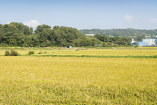 포토 JPG 주간 여유 자연 하늘 한국 논 풍경 사람없음 야외 가을풍경 기계 추수 벼 쌀 가을 논산 드론 국내포토 자연요소 계절 감정 아시아 농업 곡류 충청남도 생태계 파일형식 가을_계절