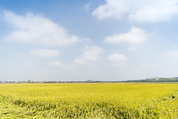 포토 JPG 주간 구름 여유 자연 하늘 한국 논 풍경 사람없음 야외 가을풍경 기계 추수 벼 쌀 가을 논산 드론 국내포토 자연요소 계절 감정 아시아 농업 곡류 충청남도 생태계 파일형식 가을_계절