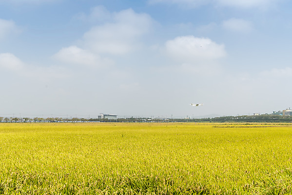 포토 JPG 주간 구름 여유 자연 하늘 한국 논 풍경 사람없음 야외 가을풍경 기계 추수 벼 쌀 가을 논산 드론 국내포토 자연요소 계절 감정 아시아 농업 곡류 충청남도 생태계 파일형식 가을_계절