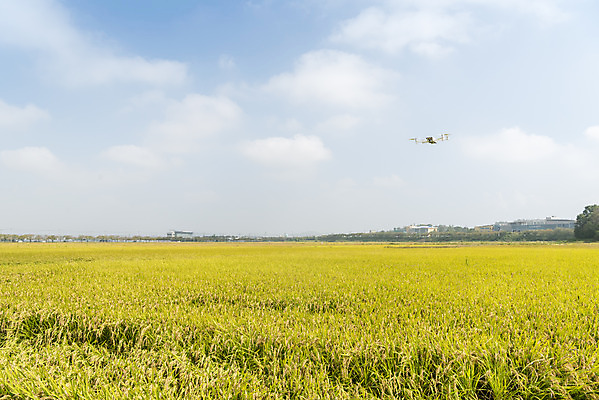 포토 JPG 주간 구름 여유 자연 하늘 한국 논 풍경 사람없음 야외 가을풍경 기계 추수 벼 쌀 가을 논산 드론 국내포토 자연요소 계절 감정 아시아 농업 곡류 충청남도 생태계 파일형식 가을_계절
