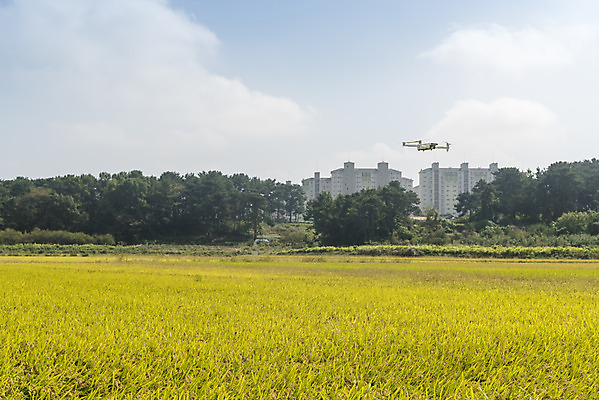 포토 JPG 주간 구름 여유 자연 하늘 한국 논 풍경 사람없음 야외 가을풍경 기계 추수 벼 쌀 가을 논산 드론 국내포토 자연요소 계절 감정 아시아 농업 곡류 충청남도 생태계 파일형식 가을_계절