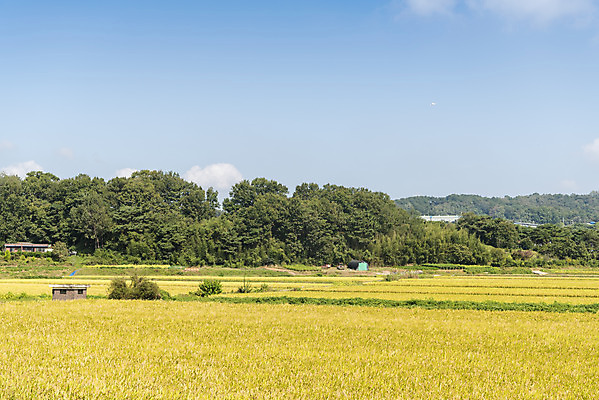 포토 JPG 주간 구름 여유 자연 하늘 한국 논 풍경 사람없음 야외 가을풍경 기계 추수 벼 쌀 가을 논산 드론 국내포토 자연요소 계절 감정 아시아 농업 곡류 충청남도 생태계 파일형식 가을_계절