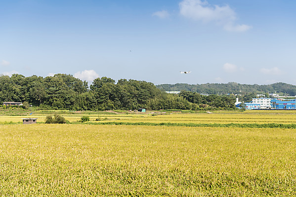 포토 JPG 주간 구름 여유 자연 하늘 한국 논 풍경 사람없음 야외 가을풍경 기계 추수 벼 쌀 가을 논산 드론 국내포토 자연요소 계절 감정 아시아 농업 곡류 충청남도 생태계 파일형식 가을_계절