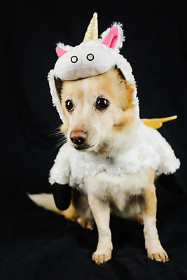 포토 JPG 해외이미지 스튜디오촬영 동물 모자 응시 행복 새끼 무지개 포유류 휴가 뿔 앉기 사람없음 반려동물 장난감 파티 생일 유머 개 강아지 작음 옷입기 변장 송곳니 고립 기르기 유니콘 특별함 해외202008 해외포토 자연요소 시선 잡화 기념일 감정 컨셉 모션 실내 이벤트 치아 크기 돌봄 파일형식