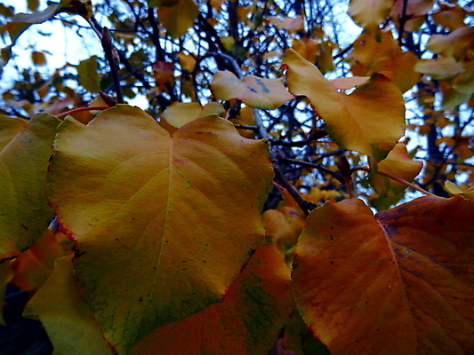 포토 JPG 해외이미지 나무 식물 잎 사람없음 갈색 노란색 가을 나뭇가지 닫기 시들음 해외202008 해외포토 계절 컬러 모션 파일형식