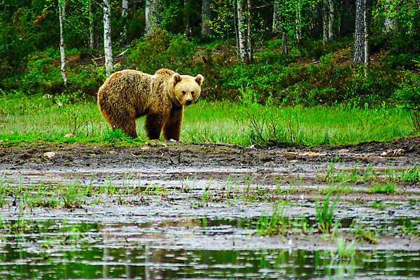포토 JPG 해외이미지 나무 동물 여자 유럽 야생동물 곰 포유류 자연 핀란드 사람없음 목재 갈색 걷기 젖음 관찰 연못 숲 위험 큼 육식동물 북쪽 동물상 러시아인 수유 해외202008 해외포토 서양인 식물 나라 컬러 컨셉 재료 모션 북유럽 사람 조형물 크기 방향 생태계 파일형식