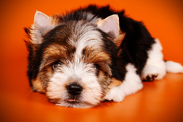 포토 JPG 해외이미지 나무 동물 1 행복 새끼 백그라운드 크리스마스 공 휴가 새로움 털 사람없음 장식 빨간색 반려동물 산타클로스 검은색 거울 흰색 개 달콤 강아지 작음 샴페인 요크셔테리어 테리어 연도 활 솜털 송곳니 기르기 비버 삼색 해외202008 우호적 해외포토 식물 기념일 감정 컬러 컨셉 포유류 주류 맛 치아 크기 돌봄 파일형식