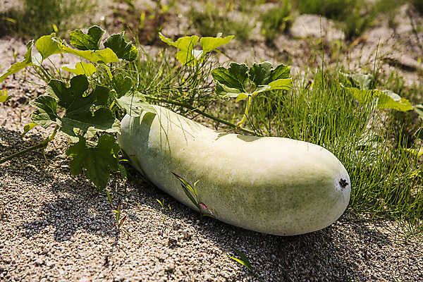 포토 JPG 주간 여행 채소 한국 풍경 사람없음 야외 관광지 경상북도 박 국내여행 동아 국내포토 영양군 자연요소 아시아 경상도 파일형식